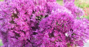 Allium