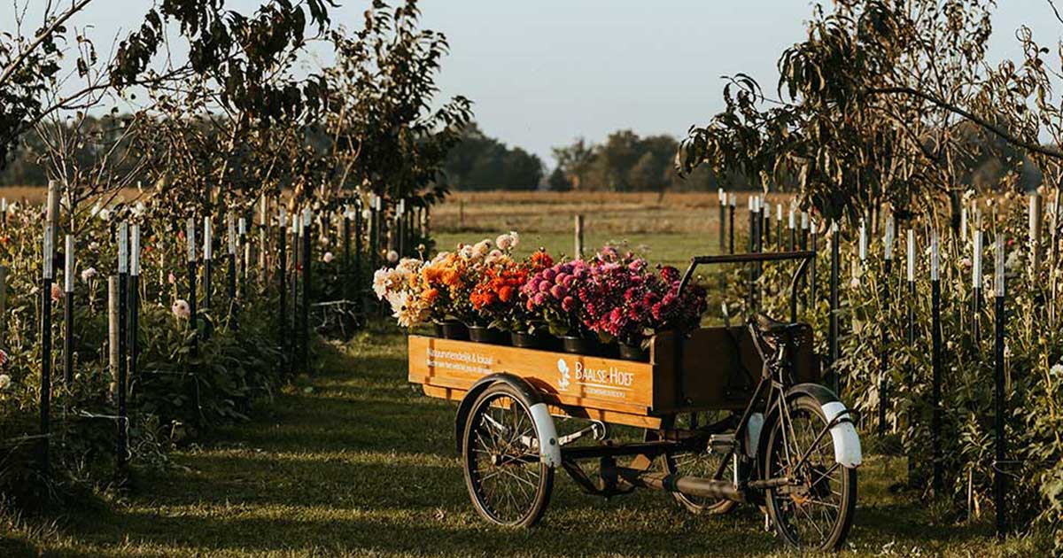 Bloemen in de herfst bij Baalse Hoef