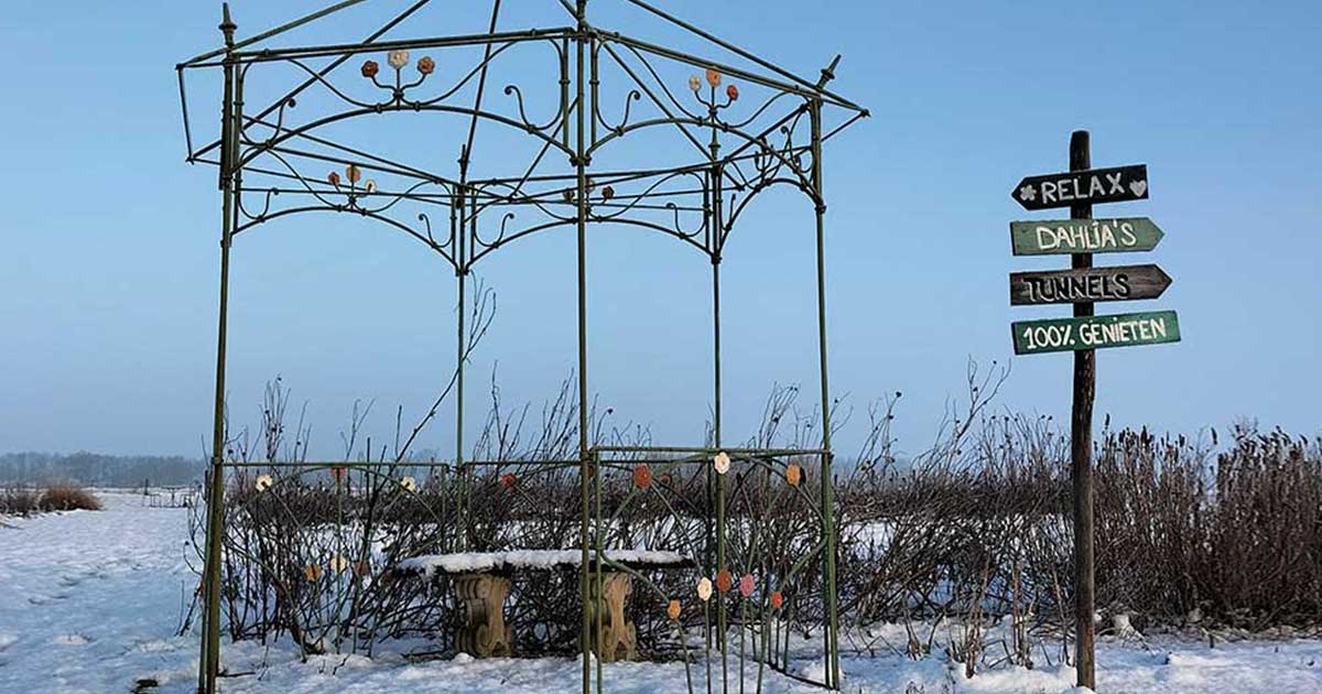 Bloemen in de winter bij Baalse Hoef