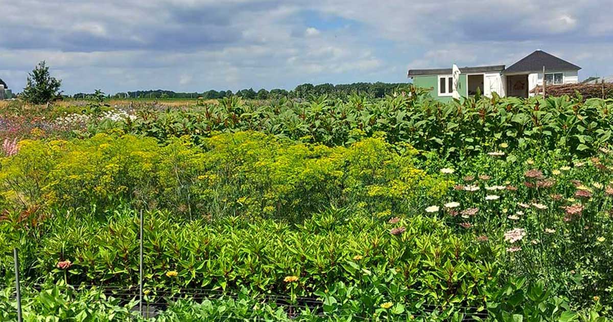 Bloemen in de zomer bij Baalse Hoef
