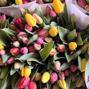Tulpenbollen en andere voorjaarsbloeiers